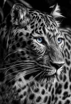 Leopard black and white 2 Painting by Pascaloup Art | Fine Art America