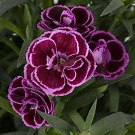 Image result for Lowe's Flowering Plants