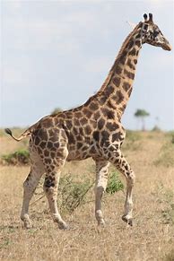 Image result for Pygmy Giraffe