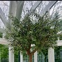 Image result for Large Pots for Trees
