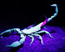Image result for Scorpion Purple Wallpaper