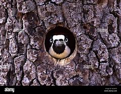Image result for Acorn Woodpecker Nest