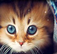 Image result for Live Wallpaper for Laptop Cat Cute