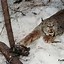 Image result for Canadian Fur Trapper
