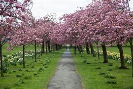Image result for Flowering Cherry Tree Colorado