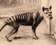 Image result for Tasmanian Tiger Cat