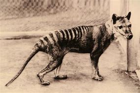 Image result for Tasmanian Tiger Found Alive