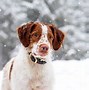 Image result for Brittany Dog Black and White