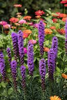 Image result for Perennials for Sun