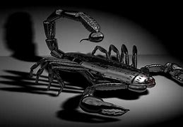 Image result for Scorpion Desktop Backgrounds