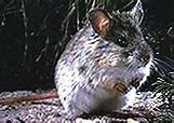 Image result for Shark Bay Mouse