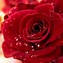 Image result for Happy Valentine Flowers