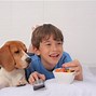 Image result for New Movies About Dogs