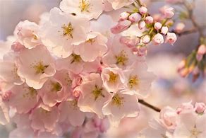 Image result for Spring Flowers Wallpaper for Kindle Fire