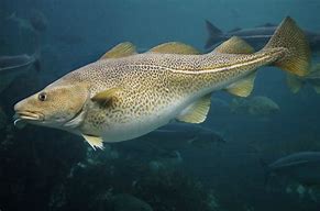 Image result for North Atlantic Cod Fish
