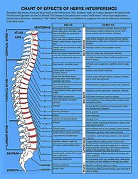 Image result for Human Anatomy Chart Spine Chiropractic
