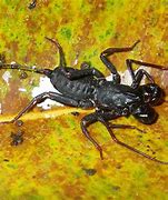 Image result for Philippine Scorpion