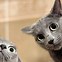 Image result for Kitty Cat Selfies