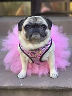 Image result for puppy in tutu