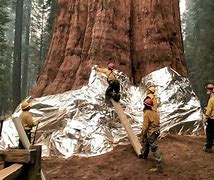 Image result for KNP Complex Fire Sequoia National Park