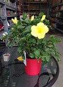 Image result for Home Depot Holiday FL Yelp