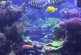 Image result for Sea Life Aquarium Animals