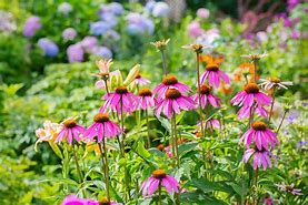 Image result for Perennial Plants Examples