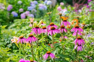 Image result for Best Perennial Flowers