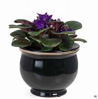 Image result for Affrivan Violet Pots