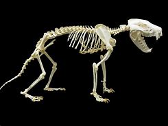 Image result for Tasmanian Tiger Skeleton