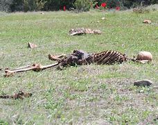Image result for Field of Dead Bodies