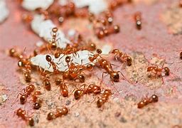 Image result for Fire Ant
