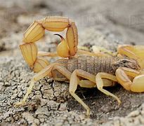 Image result for Yellow Scorpion