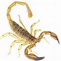 Image result for Scorpion Australia