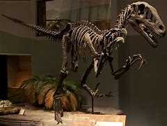 Image result for Jurassic Park Raptor Fossil