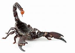 Image result for Cool Pics of Scorpion