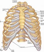 Image result for Male Human Rib Cage