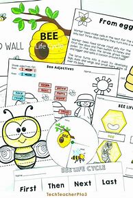 Image result for Bee Life Cycle Activity