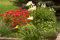 Image result for Identify Plants by Flower