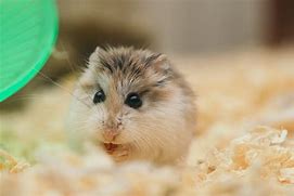 Image result for fluffy hamster