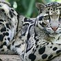 Image result for Clouded Leopard Running Cycle