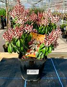 Image result for 1 Gallon - Pieris Mountain Fire Plant - Unusual Evergreen Looks Great Year-Round, Outdoor Plant