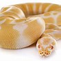 Image result for Albino Yellow White Ball Python