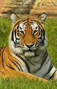 Image result for Cincinnati Bengals Tiger