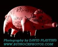 Image result for Roger Waters Pig Star of David