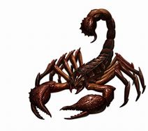 Image result for Scorpion PNG