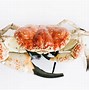 Image result for Giant King Crab