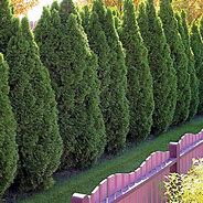 Image result for Types of Small Evergreen Trees