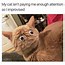 Image result for Funny Cat Day Memes