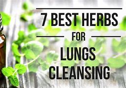 Image result for Herbs for Lungs